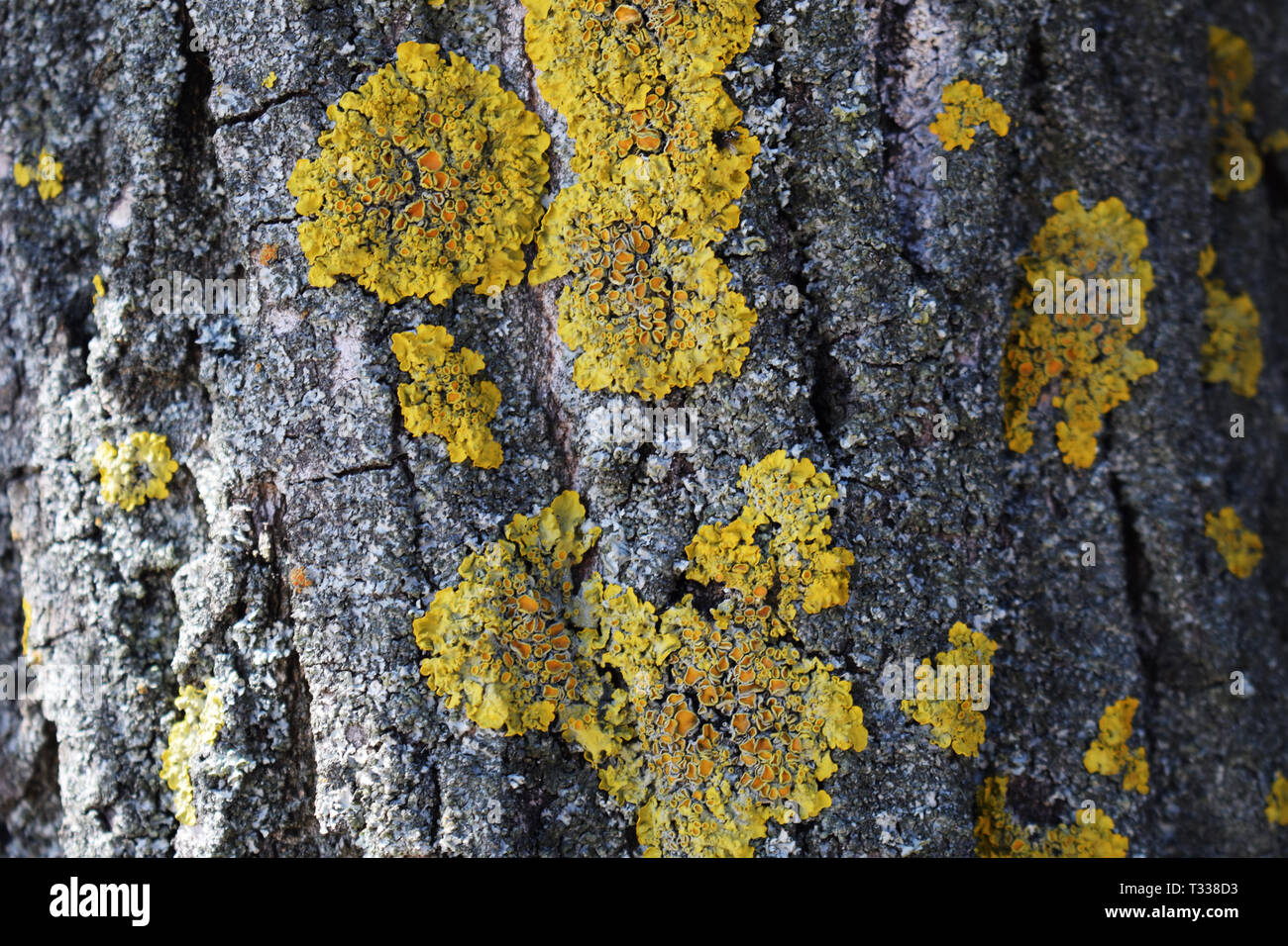 Tree bark texture with yellow moss closeup. Bright yellow mold growing