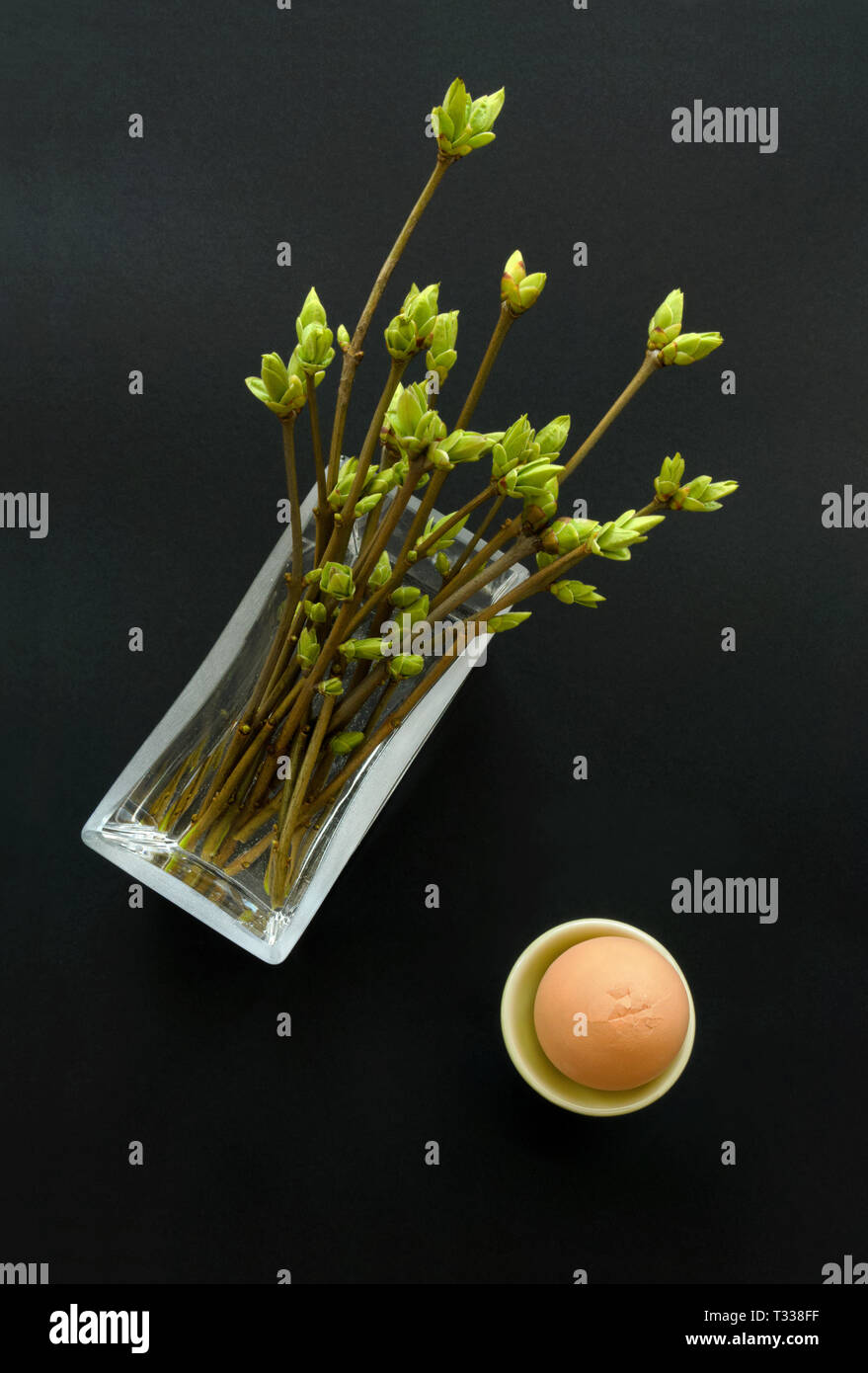 Easter-vernal composition with egg and a bunch of budding twigs in water, top view, black background Stock Photo