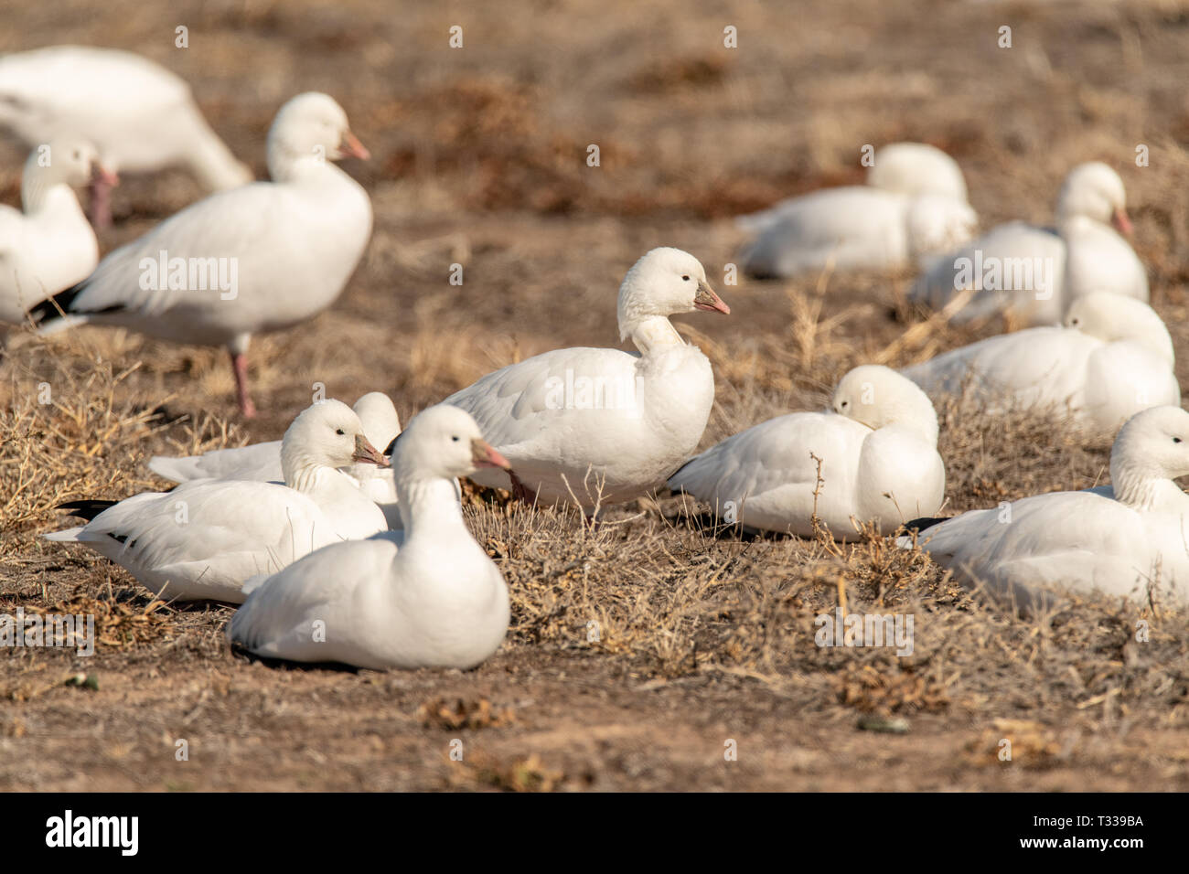 Snow geese (Anser caerulescens) rest at Valle del Oro National Wildlife Refuge in New Mexico Stock Photo