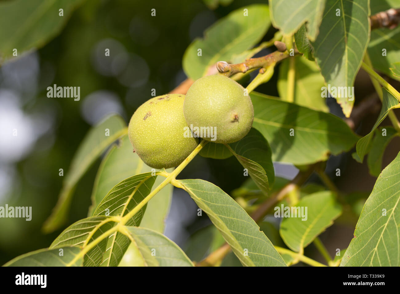 wallnuts growing on a walnut tree. closeup Stock Photo