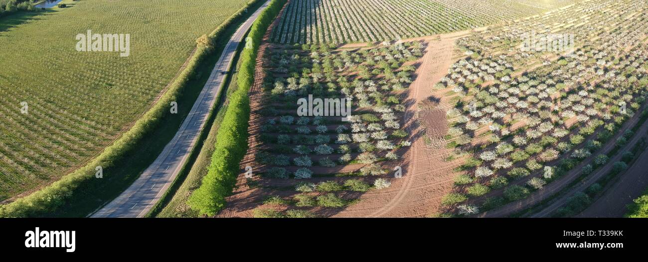 Asphalt country road and blossoming large apple tree orchard panorama, aerial view Stock Photo