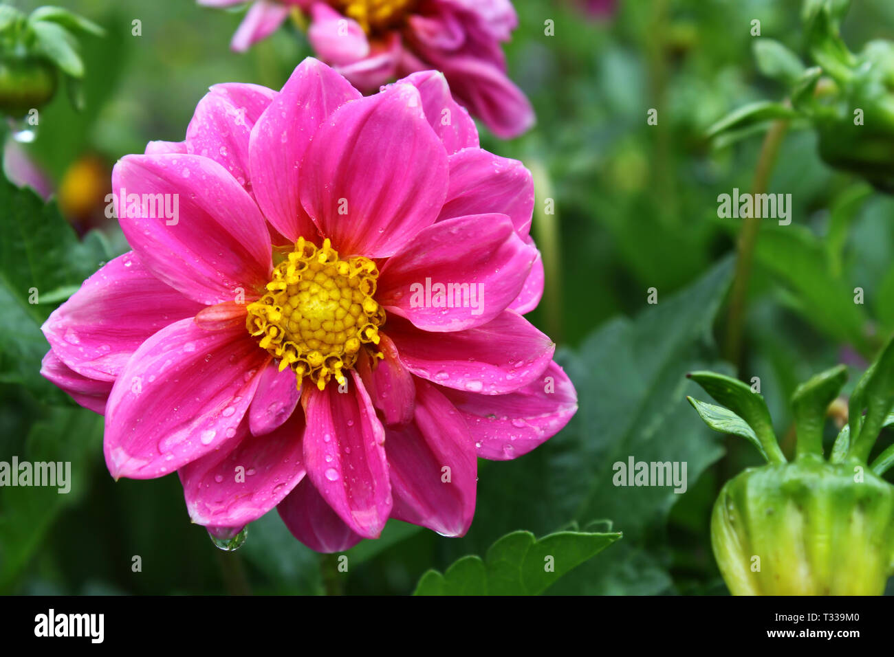 Beautiful flower (Dahlia variabilis) with water drops Stock Photo