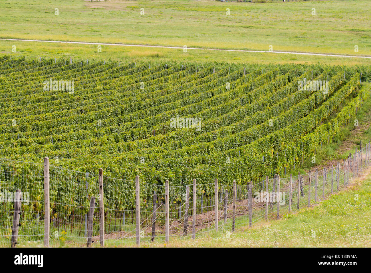 beautiful green summer vineyards landscape Stock Photo