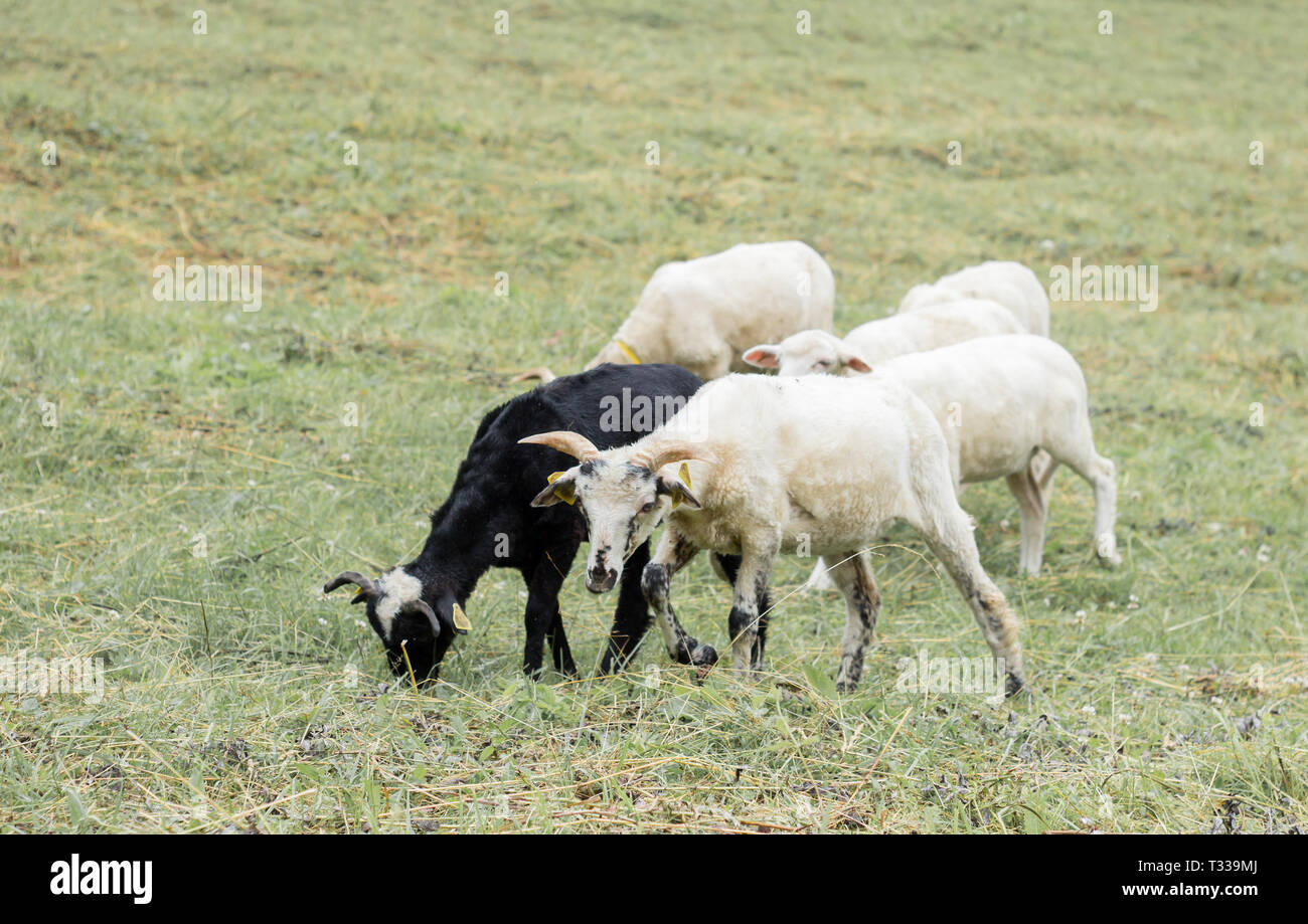 herd of sheeps on meadow pasture Stock Photo