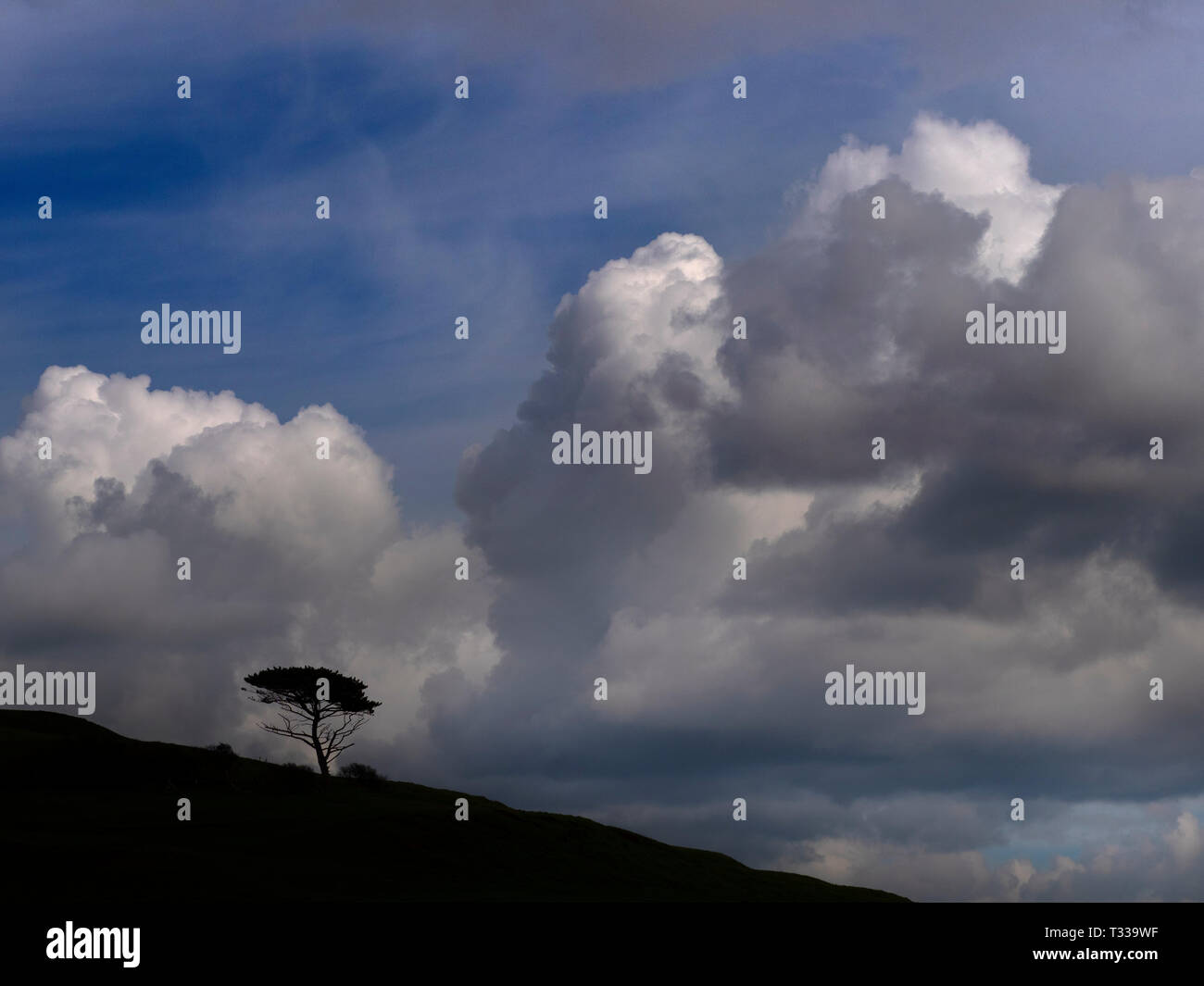 Lone pine tree and moody sky Jurassic Coast  in Dorset southern England Stock Photo