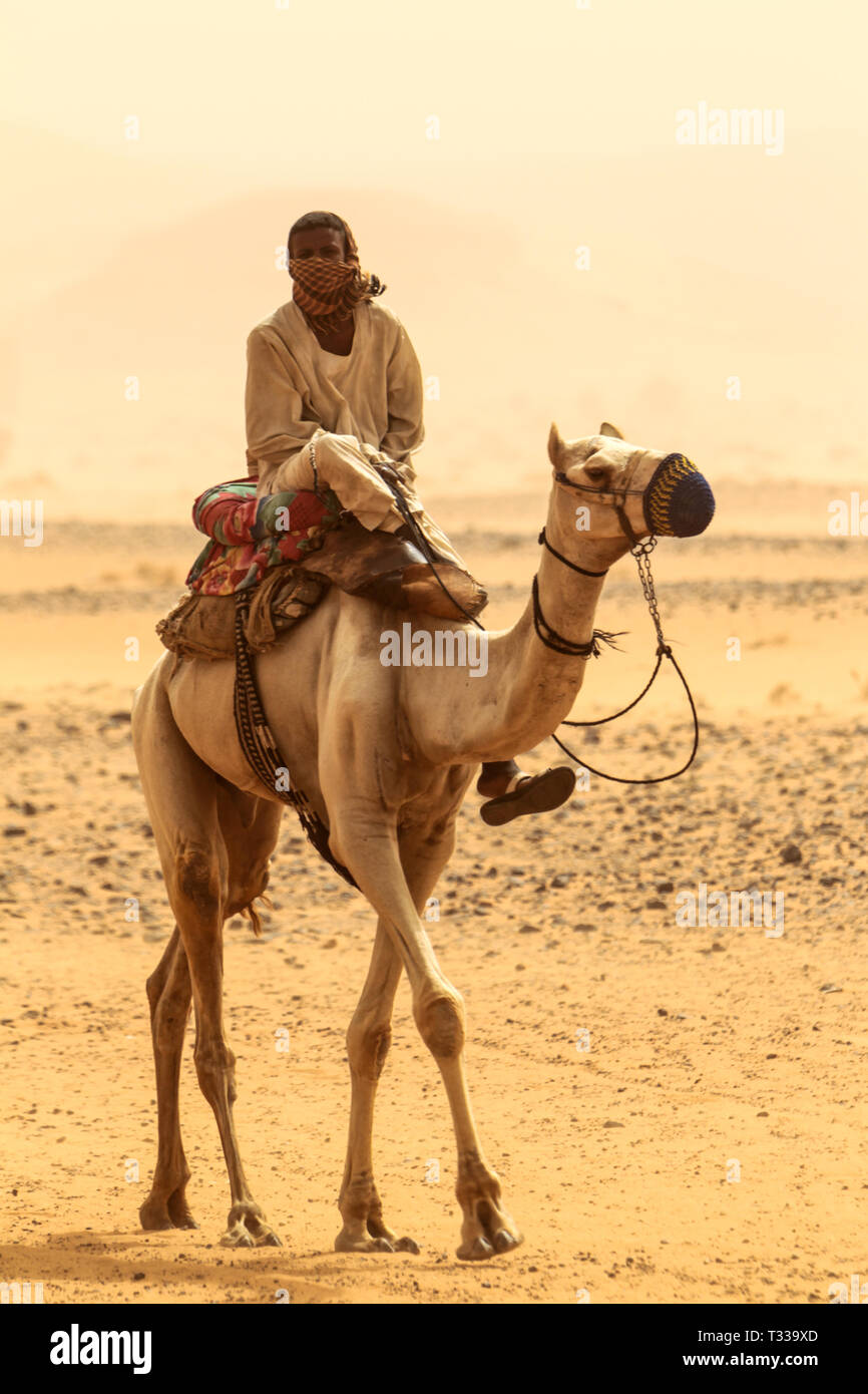 Beduin on a camel, in Sahara desert, close to ancient Meroe, in Sudan, Africa. Stock Photo