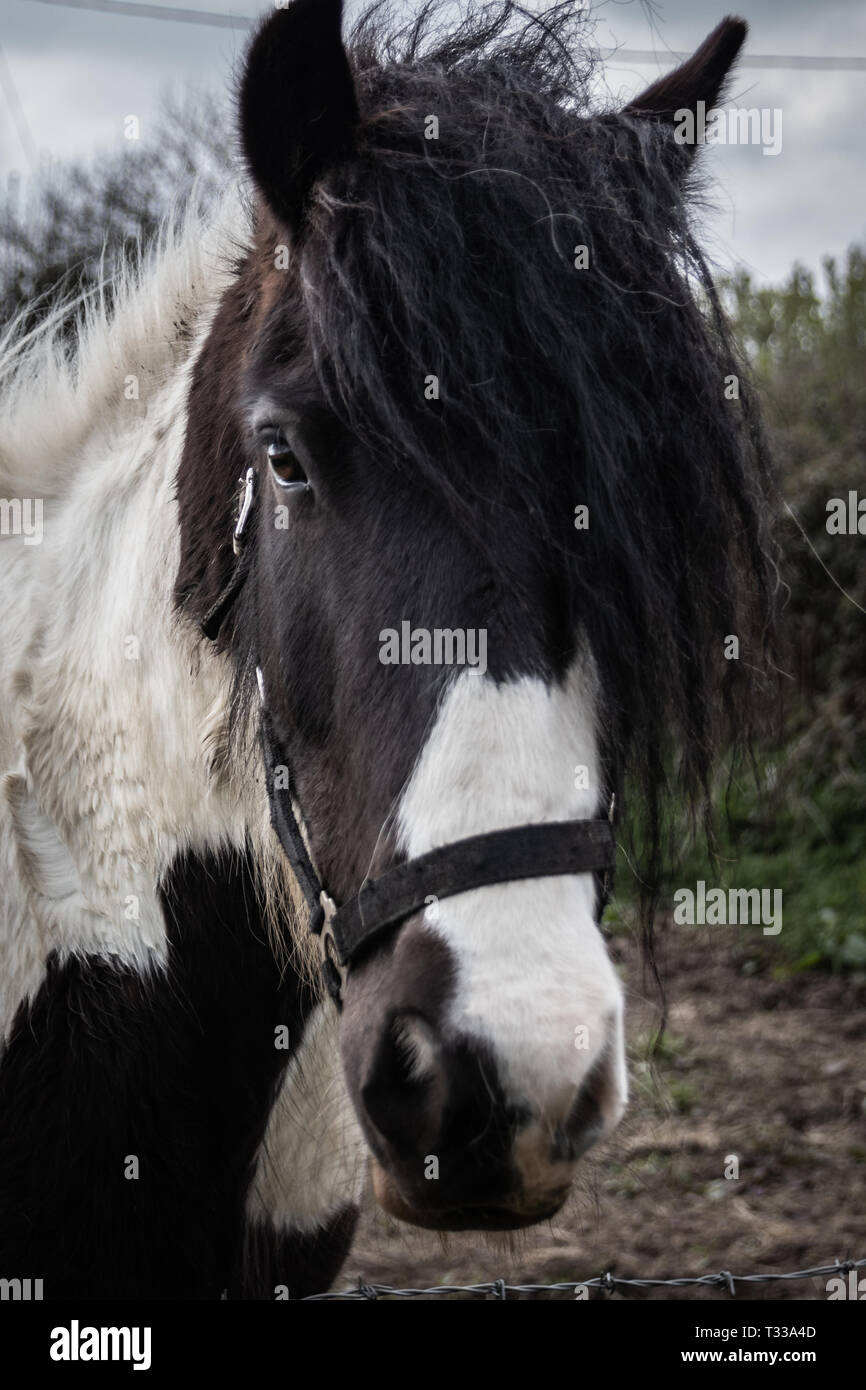 Black and white horse wearing a bridle close up Stock Photo