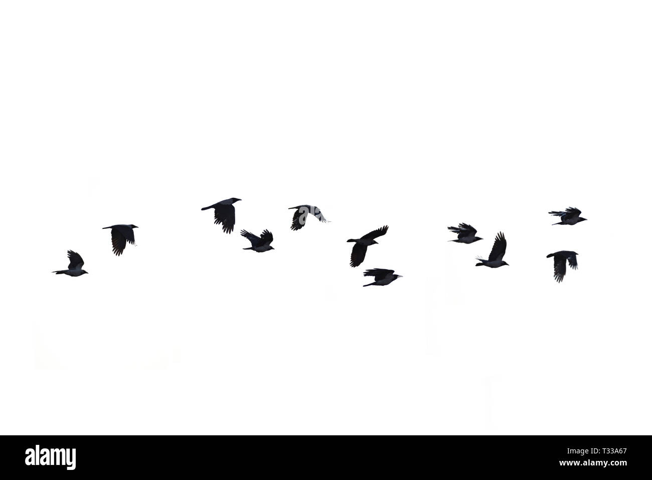 Black crows flying on white background, crows isolated silhouette Stock Photo