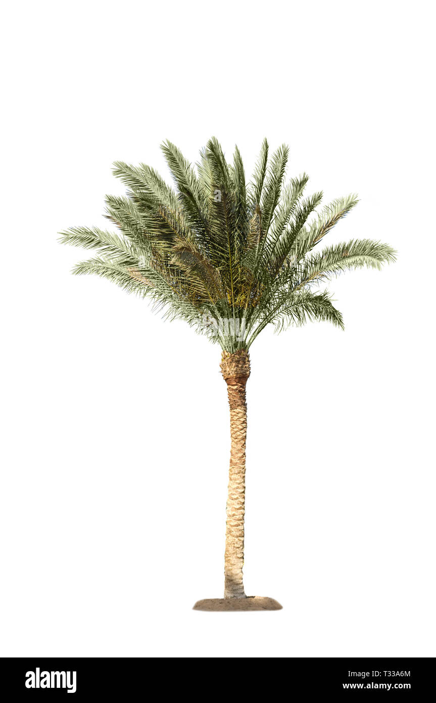 Photo of natural Date Palm tree isolated on white background Stock Photo