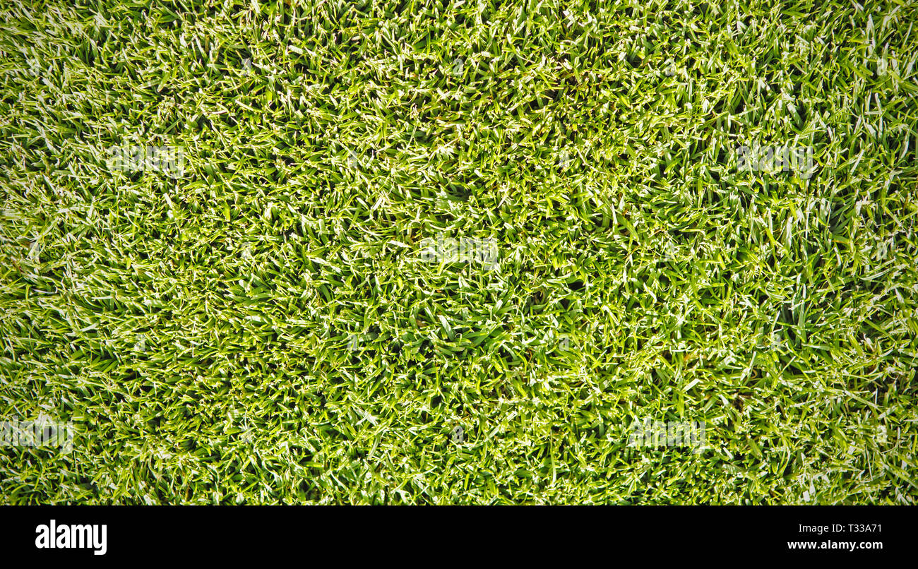 Green grass lawn pattern texture or background Stock Photo