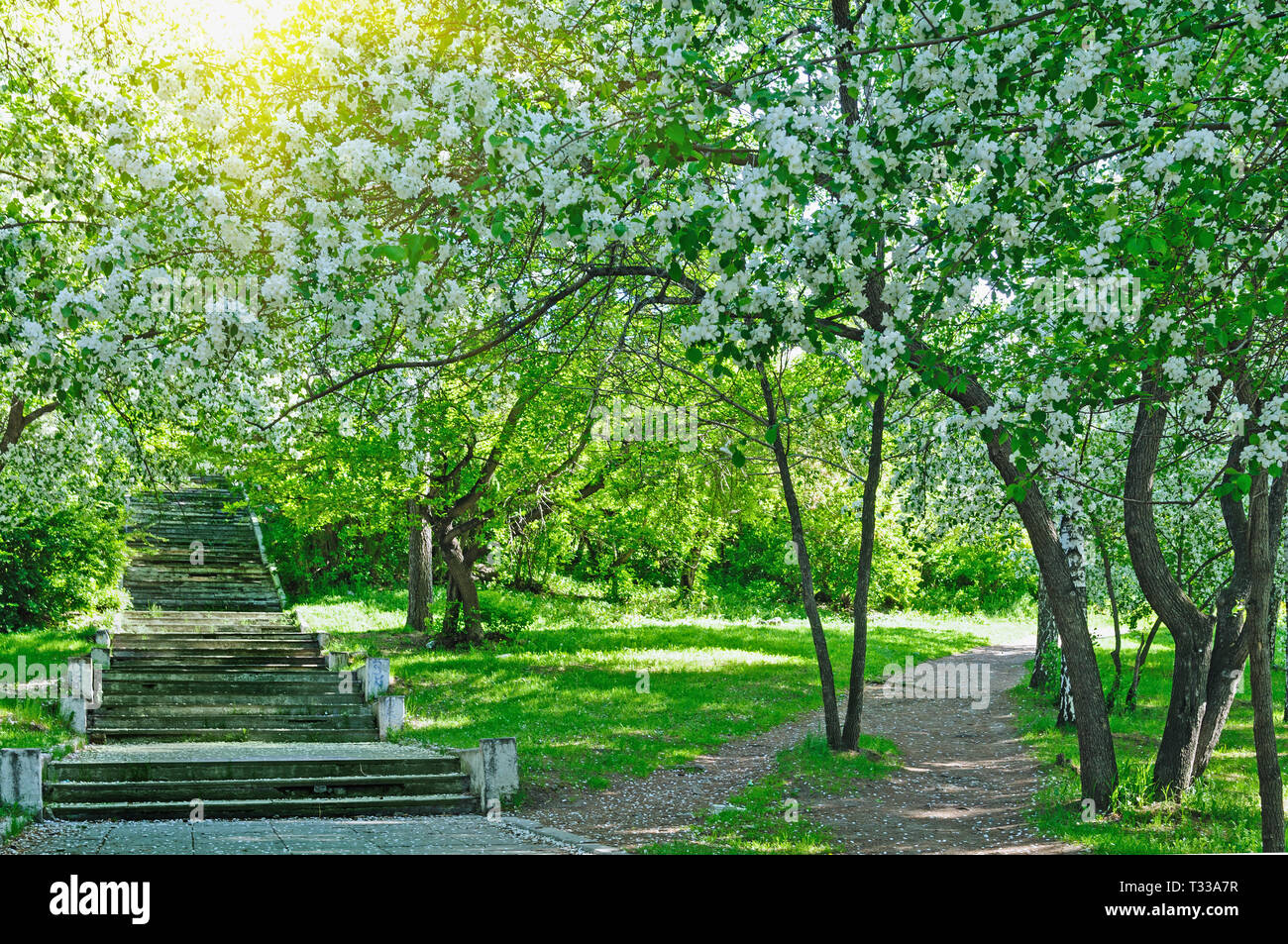 Beautiful blooming white apple and fruit trees in colorful vivid spring park full of early light with first sun rays, fairy heart of nature Stock Photo