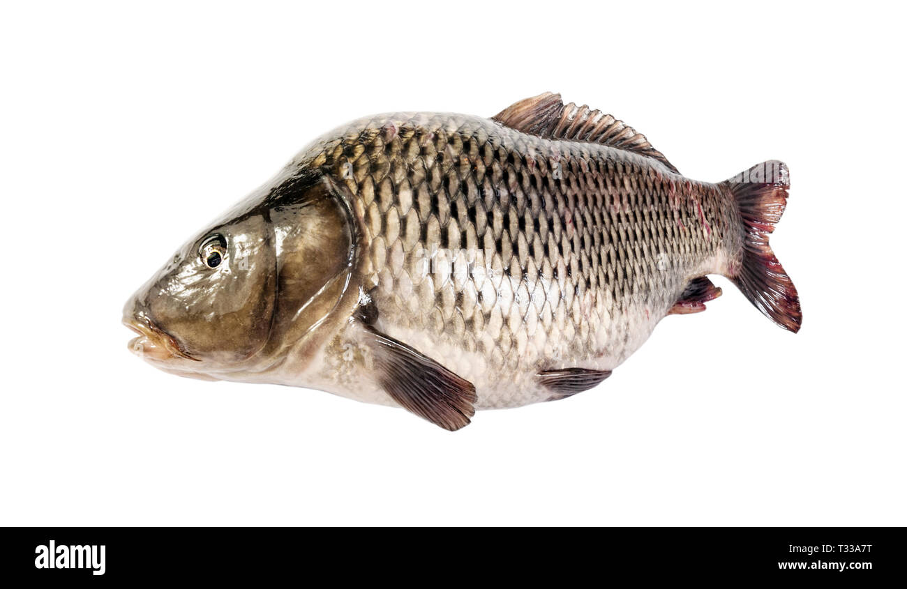 Carp fish isolated hi-res stock photography and images - Alamy
