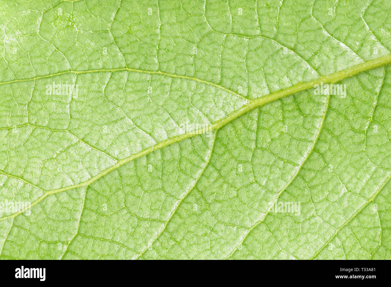 Fresh first spring green leaf macro texture or background Stock Photo