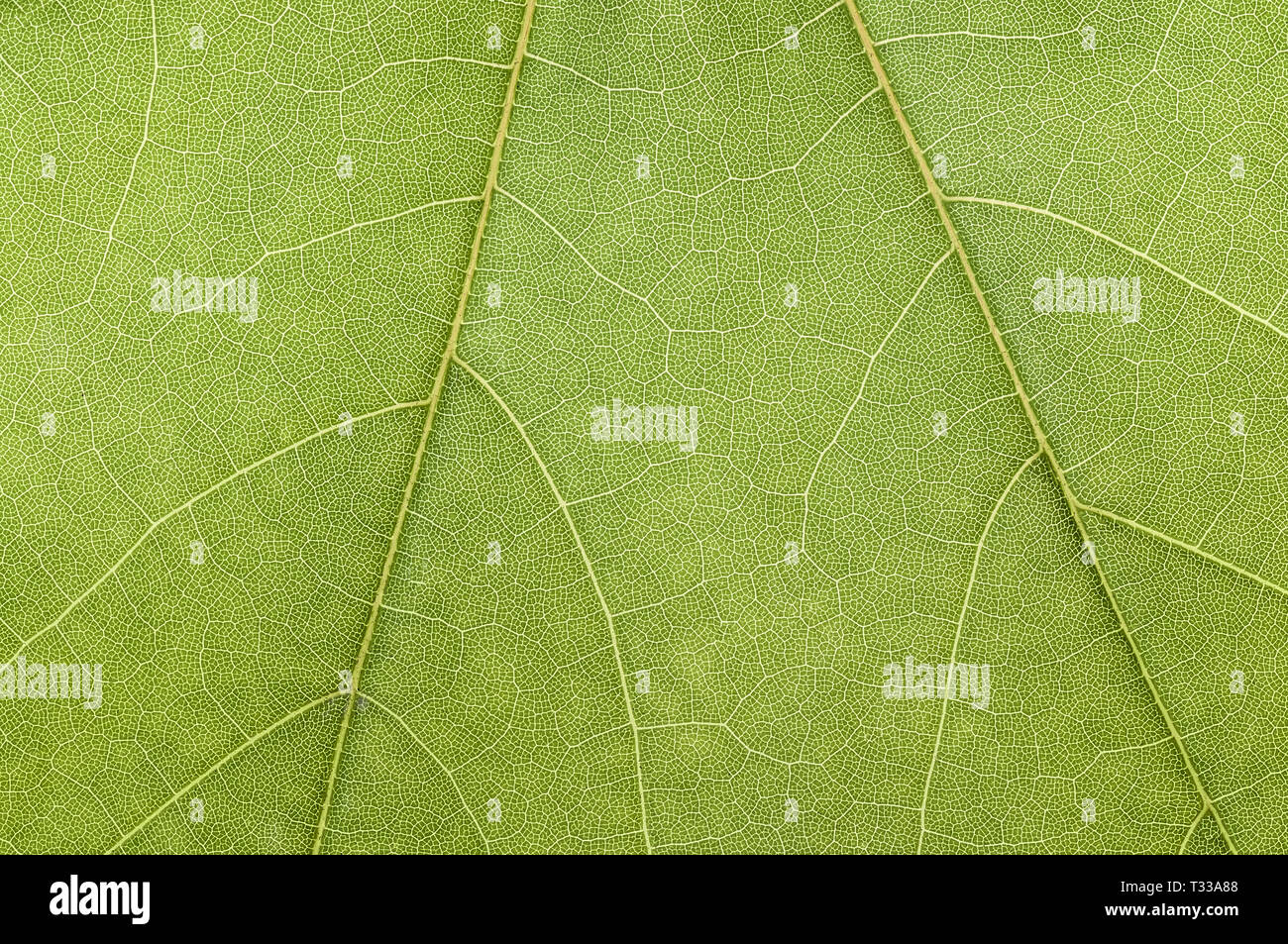 High detaled green leaf macro texture or background Stock Photo