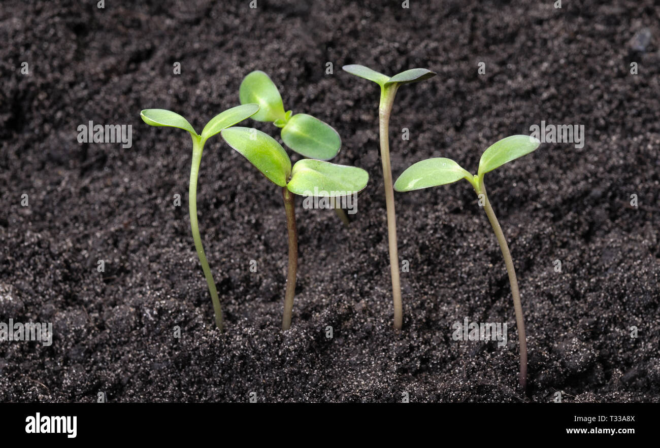 Small young green sprouts in the soil. New life concept Stock Photo