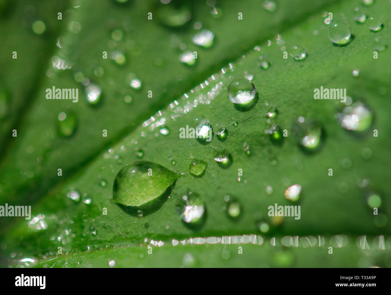 Rain or dew drips on a grass macro, selective focus with green bokeh background Stock Photo