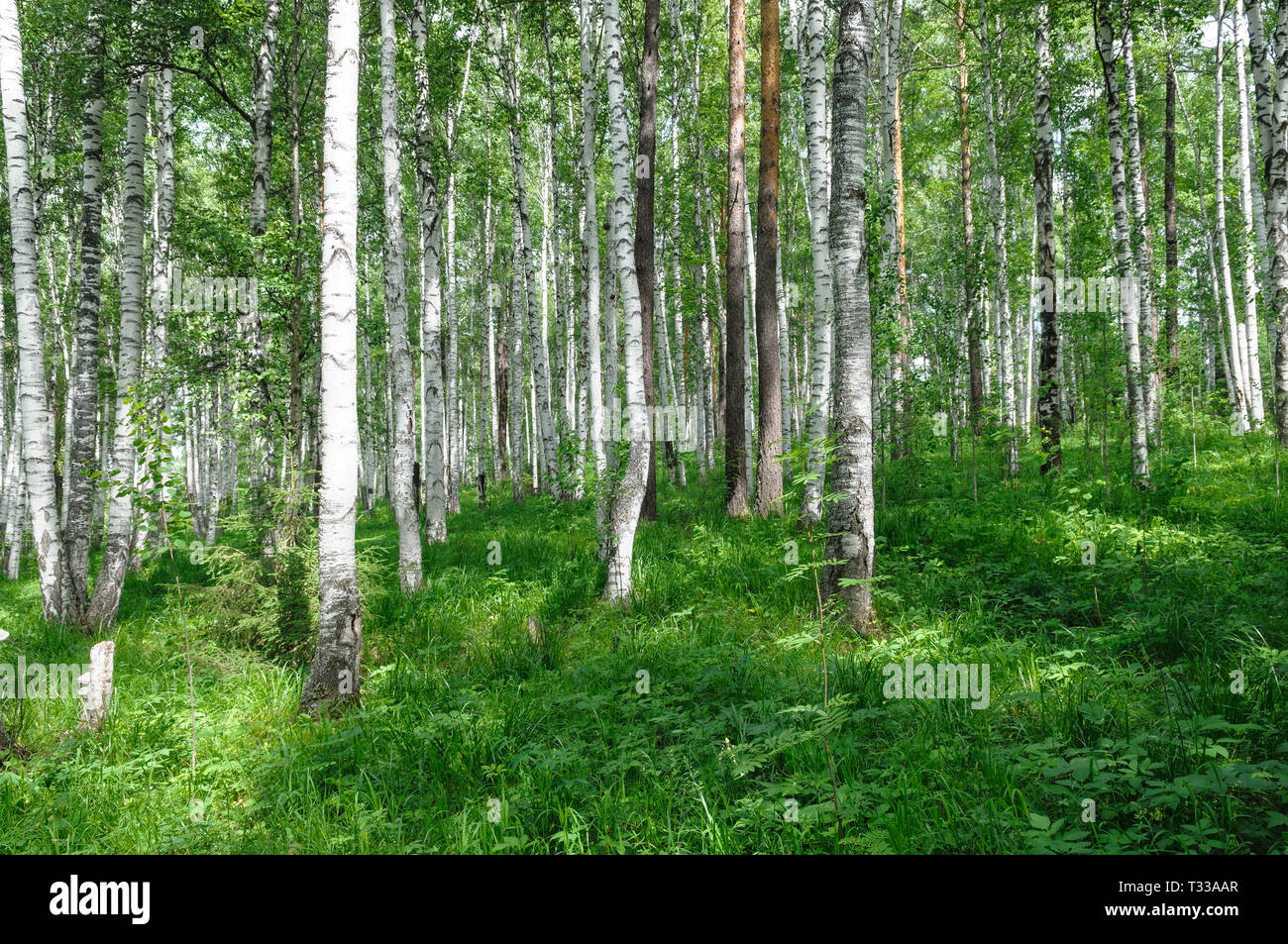 green birch grove forest at summer time  - beautiful nature landscape Stock Photo