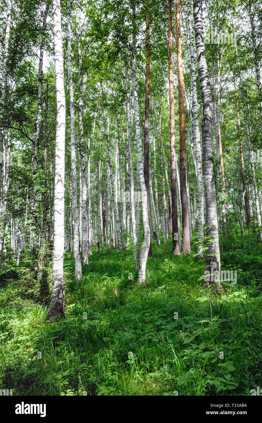 green birch grove forest at summer time  - beautiful nature landscape. Vertical Stock Photo