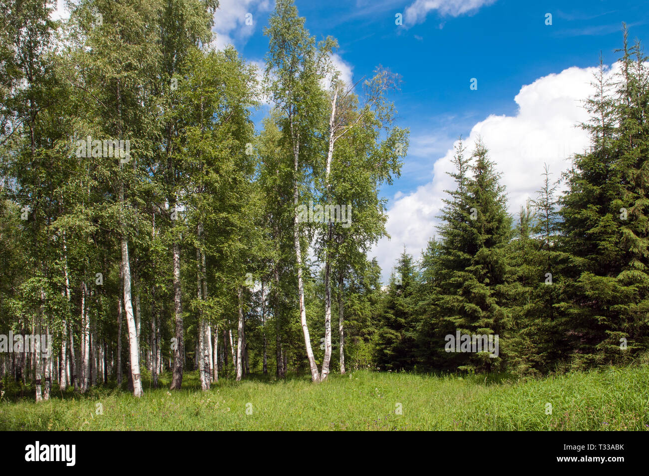 green birch grove and some pine forest at summer time  - beautiful nature landscape. Stock Photo