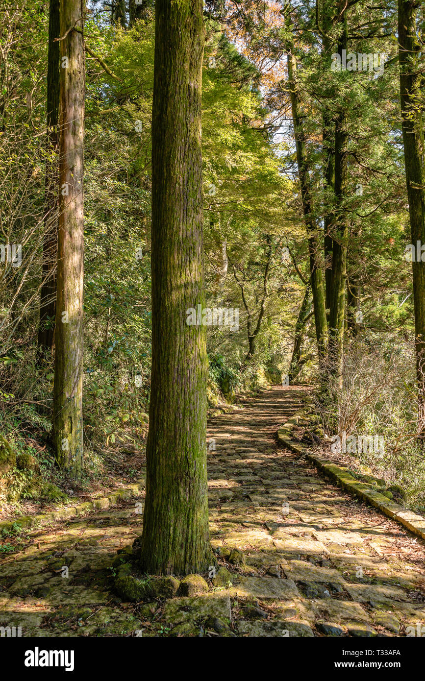 Ancient Cedar trees of Hakone old street, Hakone, Kanagawa, Japan Stock Photo