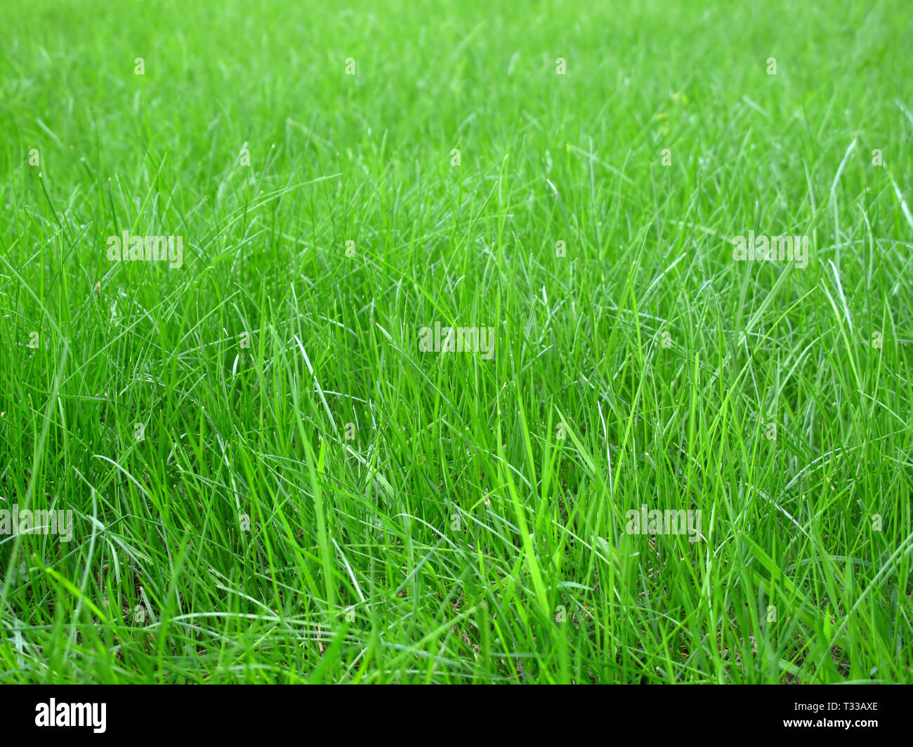 close up of fresh green grass background Stock Photo - Alamy
