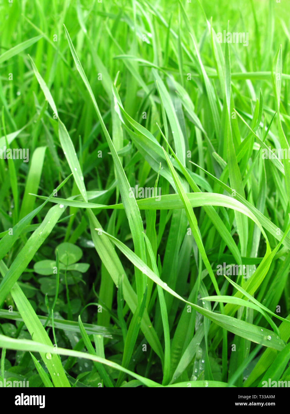 close-up of fresh green grass background Stock Photo - Alamy
