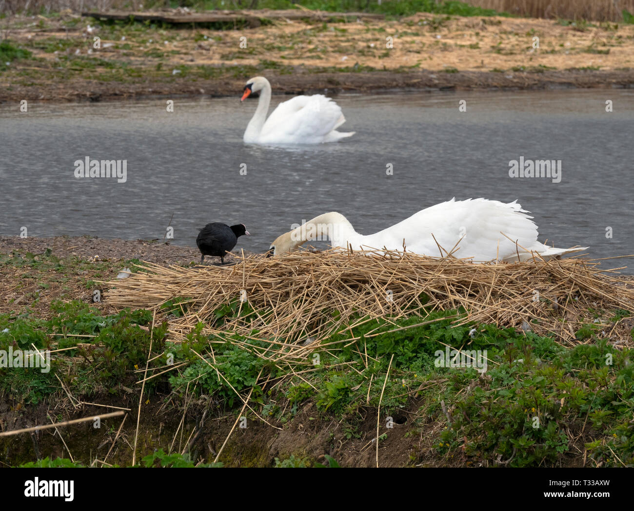 Mute Swans Cygnus olar nesting and coot stealing nesting material Fleet lagoon Dorset Stock Photo
