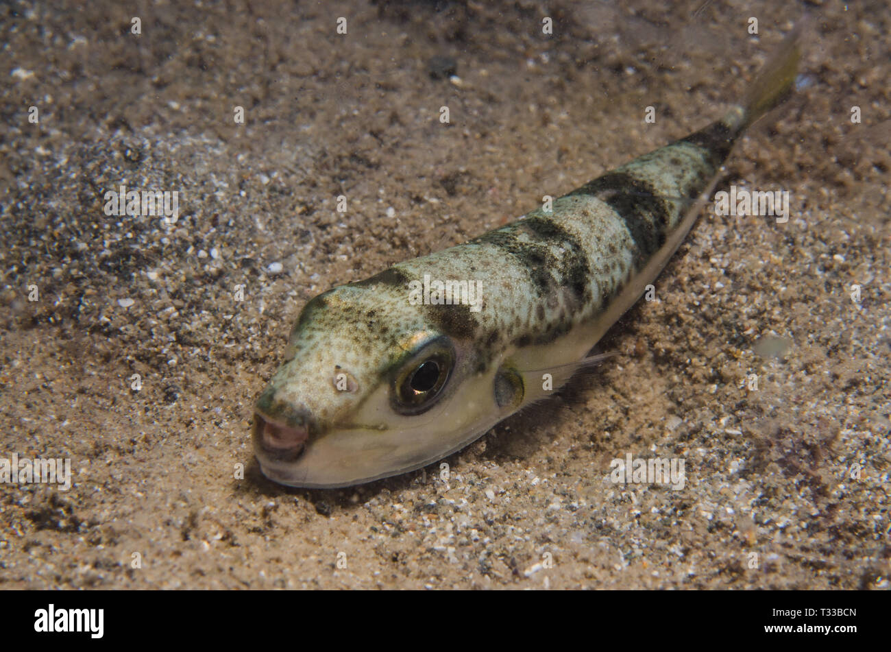 Silver-cheeked toadfish, Lagocephalus sceleratus, Tetraodontidae, Anilao, Philipphines, Philippine Sea, Pacific Ocean, Asia Stock Photo