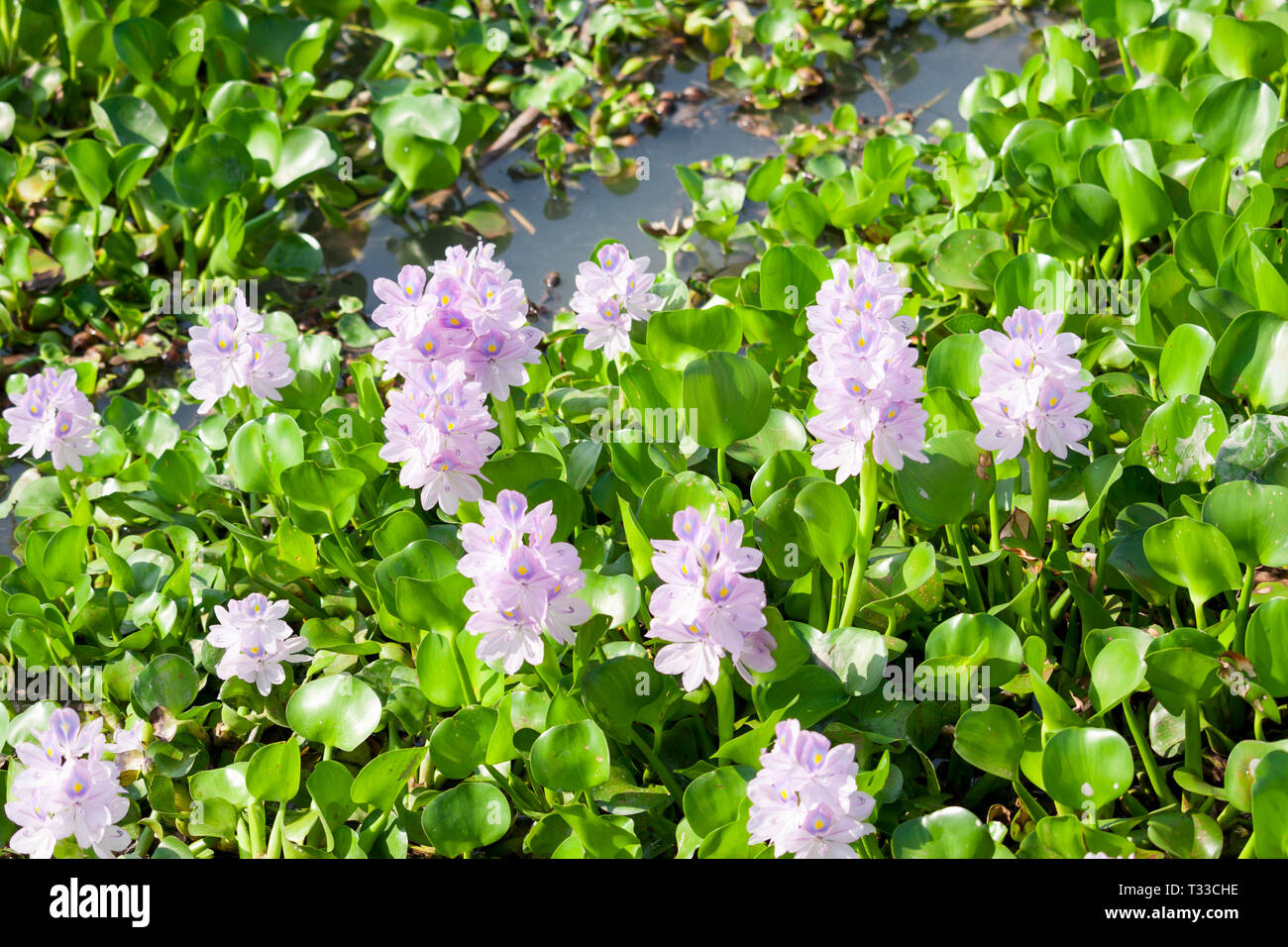 Water Hyacinth Flower Stock Photo Alamy
