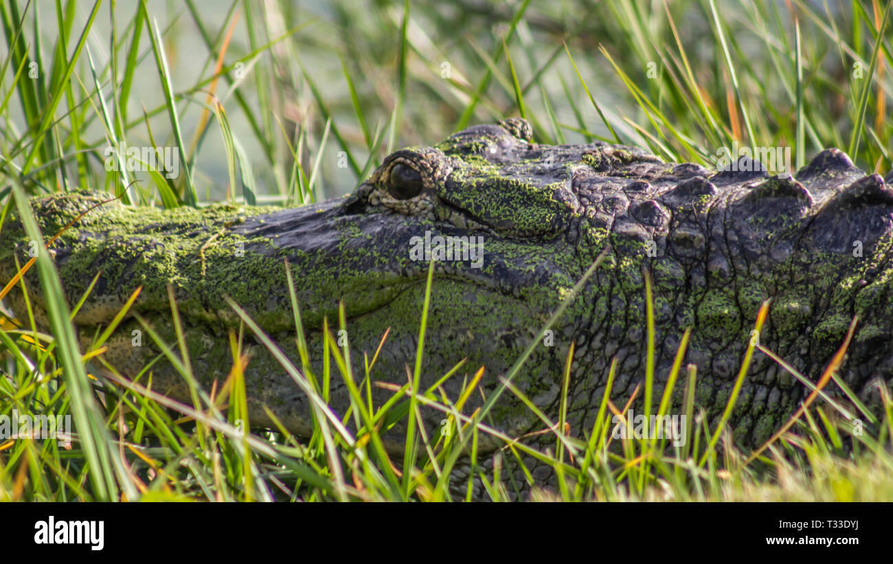 Alligator face portrait Stock Photo
