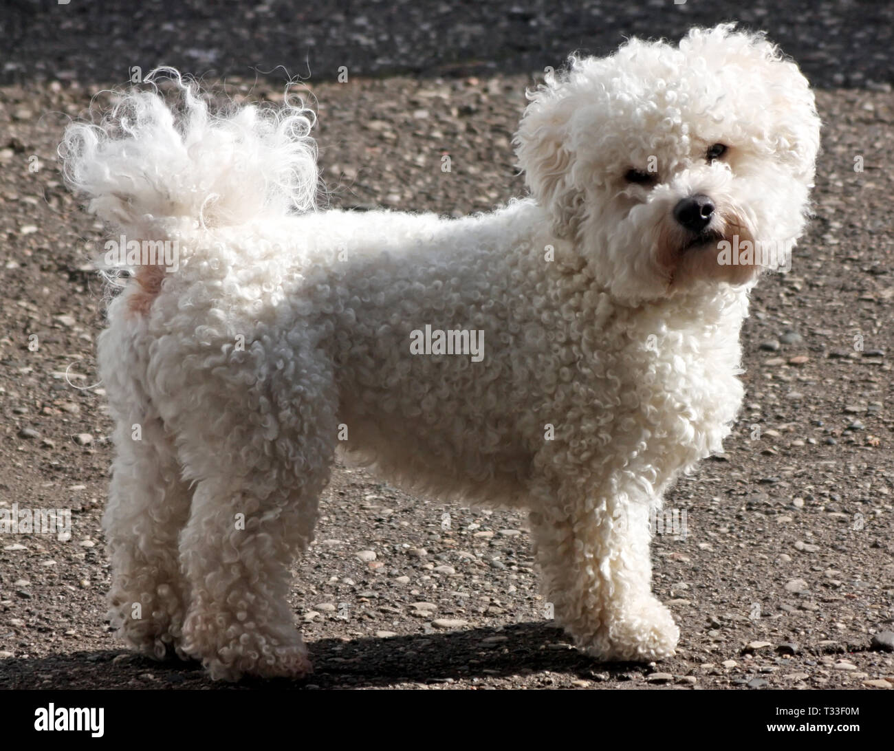 Portrait of a beautiful Bichon Frize dog close up. Stock Photo