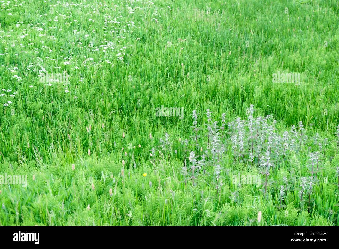 English wildflowers hi-res stock photography and images - Alamy