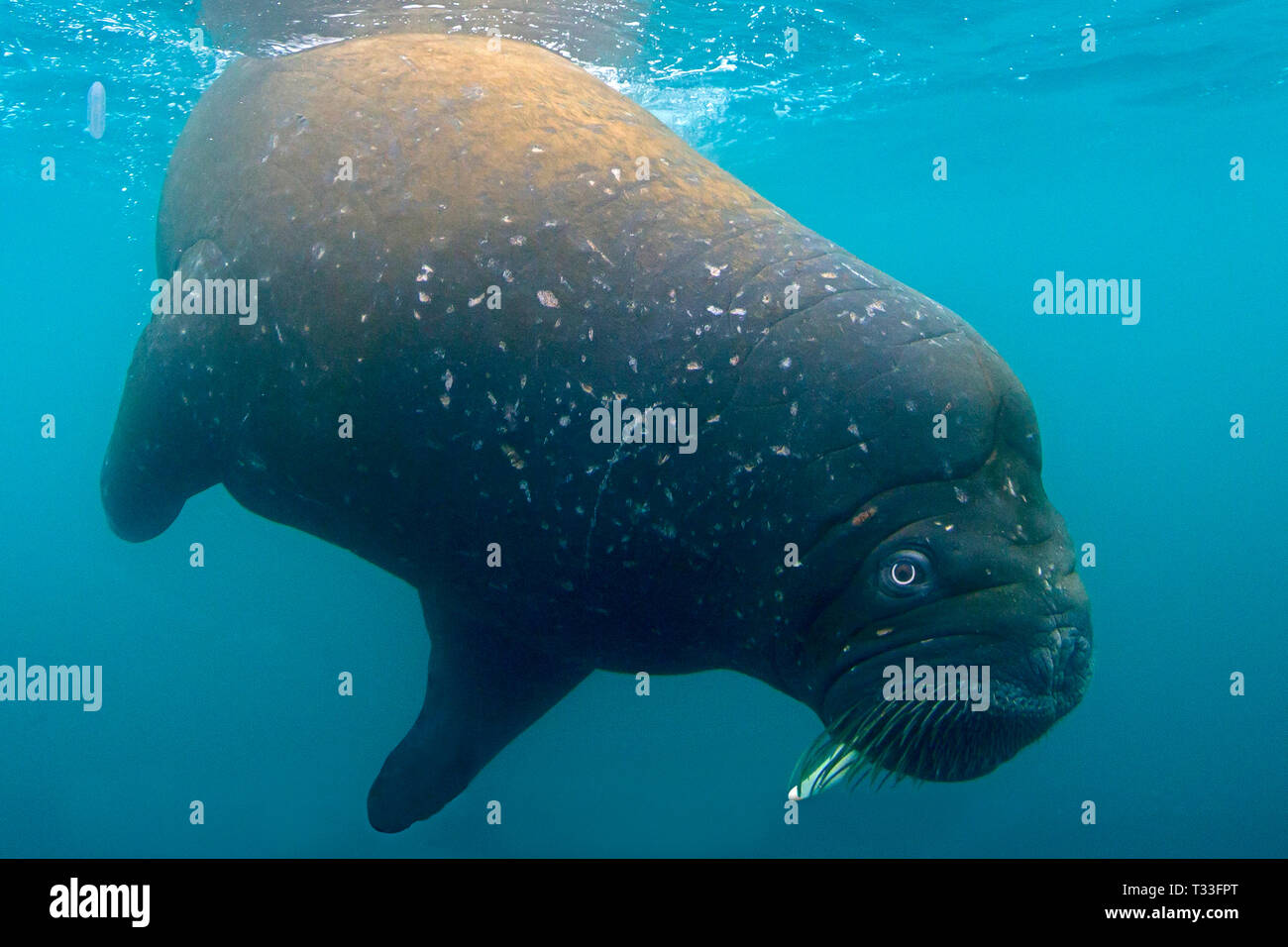 Atlantic Walrus, Odobenus rosmarus, Spitsbergen, Arctic Ocean, Norway ...