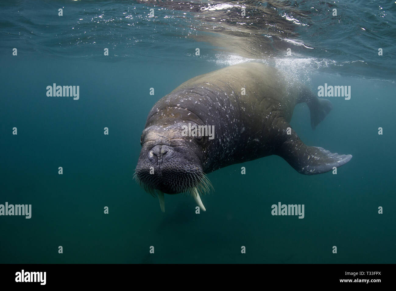 Atlantic Walrus, Odobenus rosmarus, Spitsbergen, Arctic Ocean, Norway Stock Photo