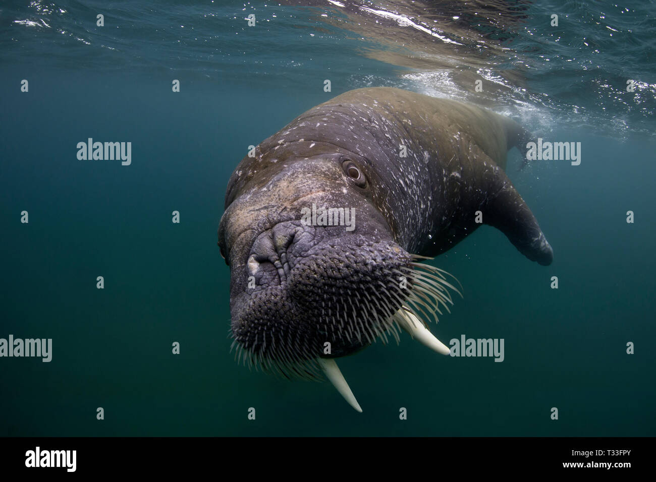 Atlantic Walrus, Odobenus rosmarus, Spitsbergen, Arctic Ocean, Norway Stock Photo
