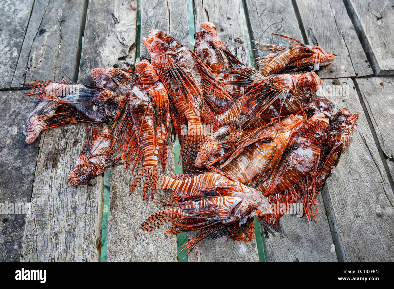 Invasive Lionfish caught to feed crocodiles, Pterois volitans, Banco Chinchorro, Caribbean Sea, Mexico Stock Photo