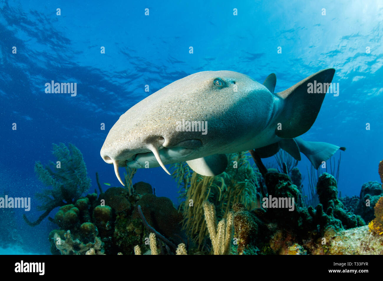 Nurse Shark, Ginglymostoma cirratum, Banco Chinchorro, Caribbean Sea, Mexico Stock Photo