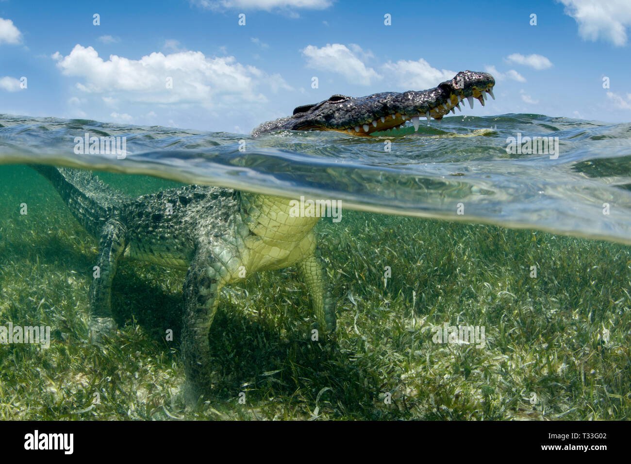 American Crocodile, Crocodylus acutus, Banco Chinchorro, Caribbean Sea, Mexico Stock Photo