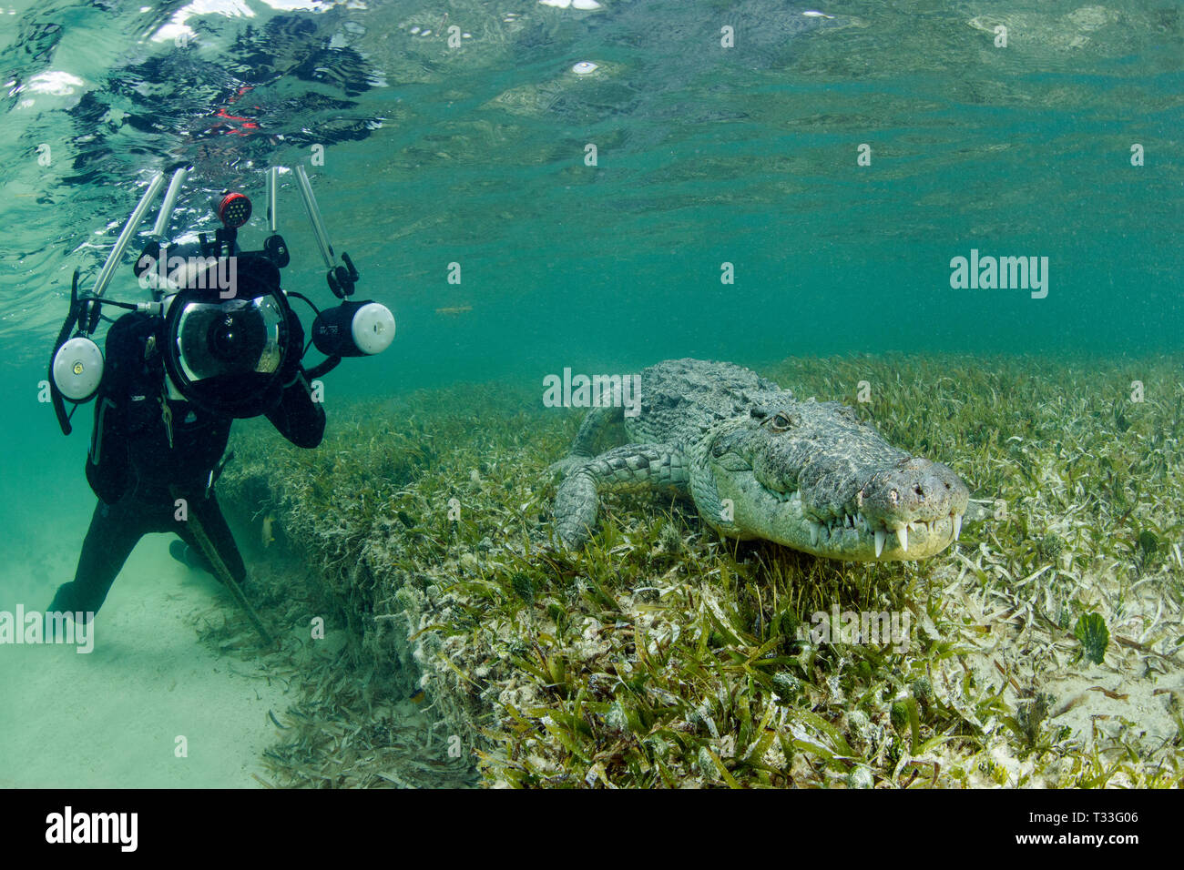 Diver taking pictures of American Crocodile, Crocodylus acutus, Banco Chinchorro, Caribbean Sea, Mexico Stock Photo