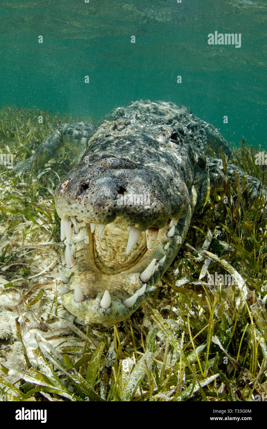 Marine crocodile hi-res stock photography and images - Alamy