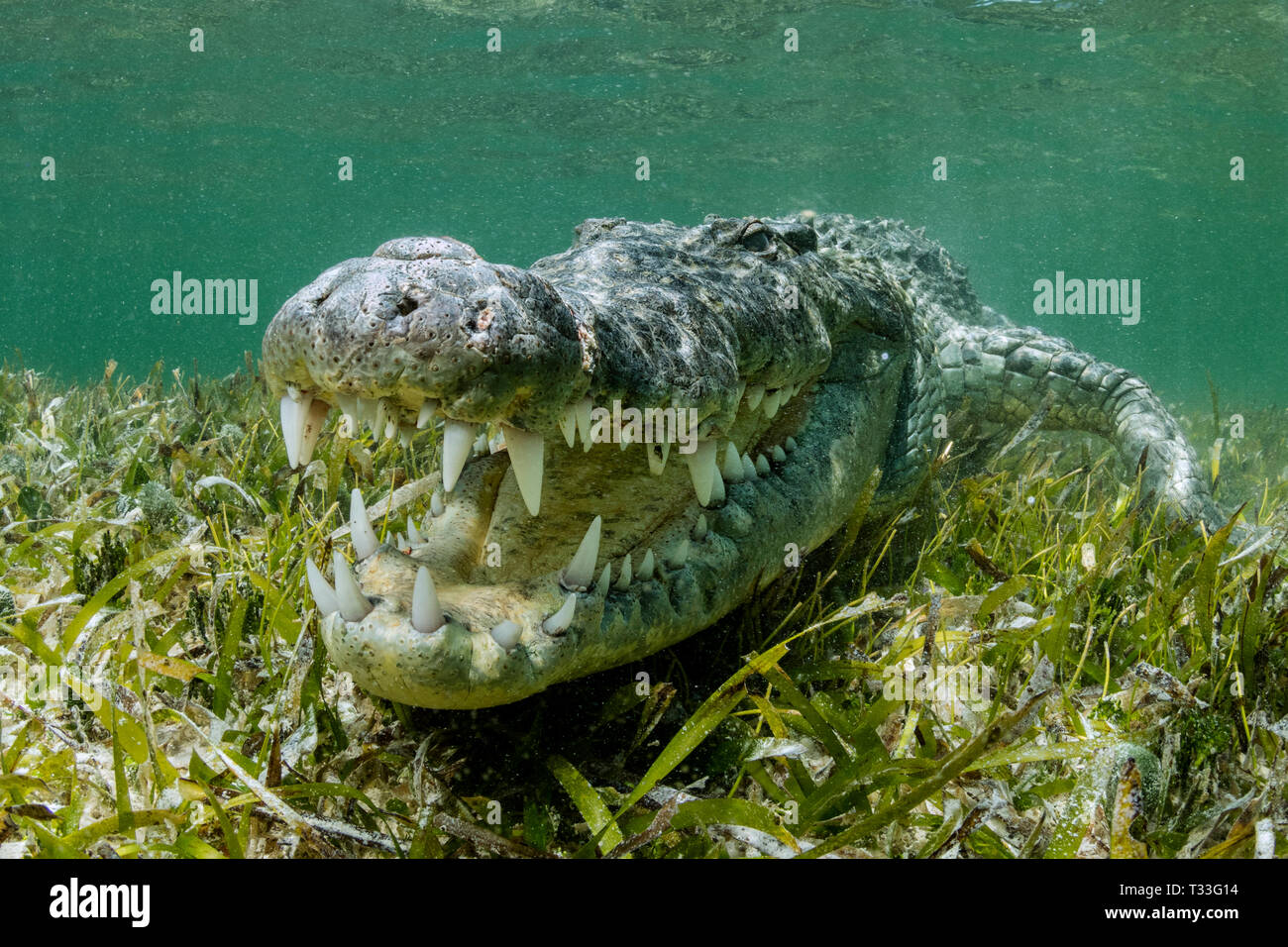 American Crocodile, Crocodylus acutus, Banco Chinchorro, Caribbean Sea, Mexico Stock Photo