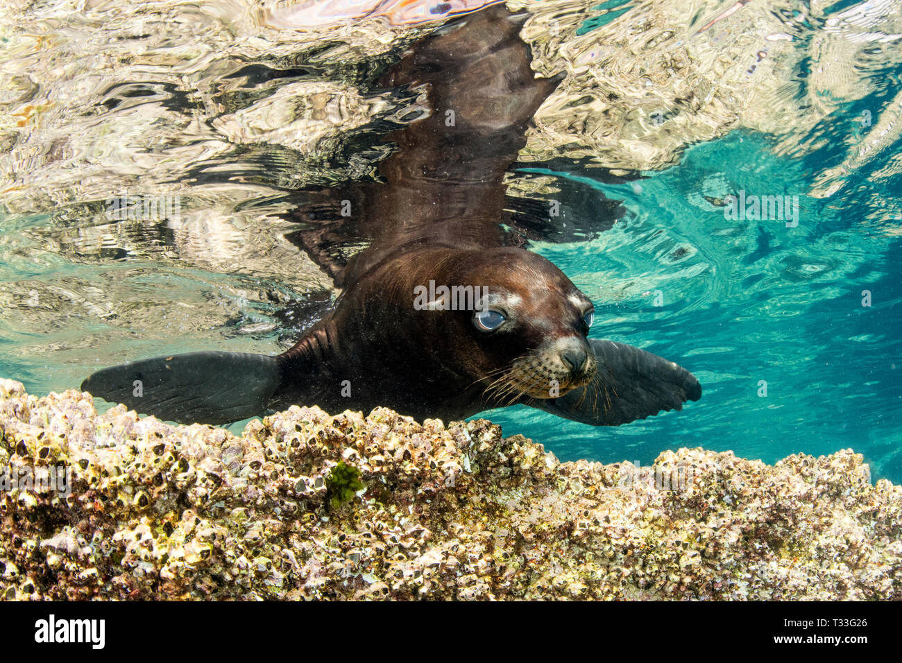 California Sea Lion, Zalophus californianus, La Paz, Baja California Sur, Mexico Stock Photo