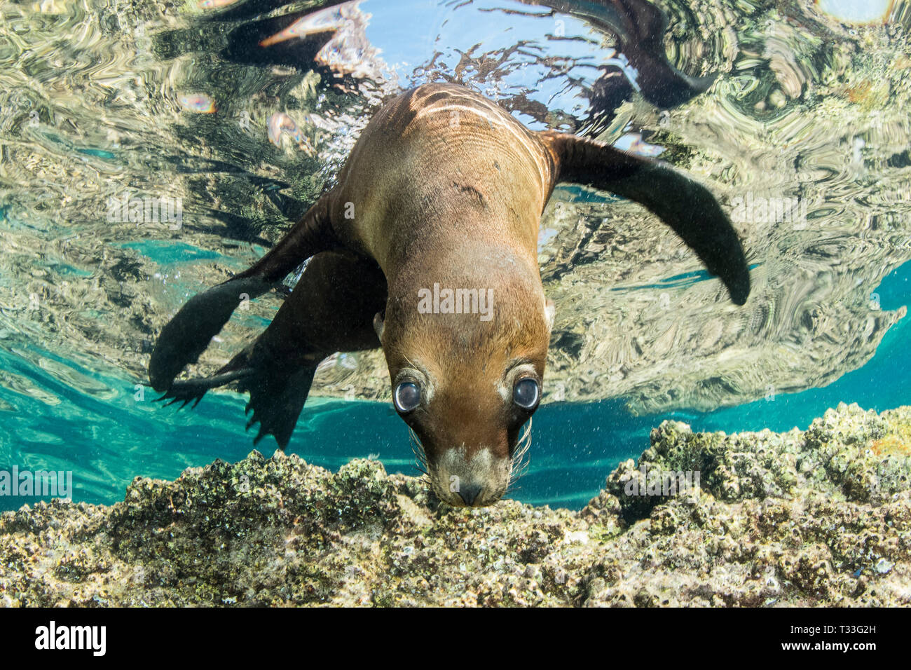 California Sea Lion, Zalophus californianus, La Paz, Baja California Sur, Mexico Stock Photo