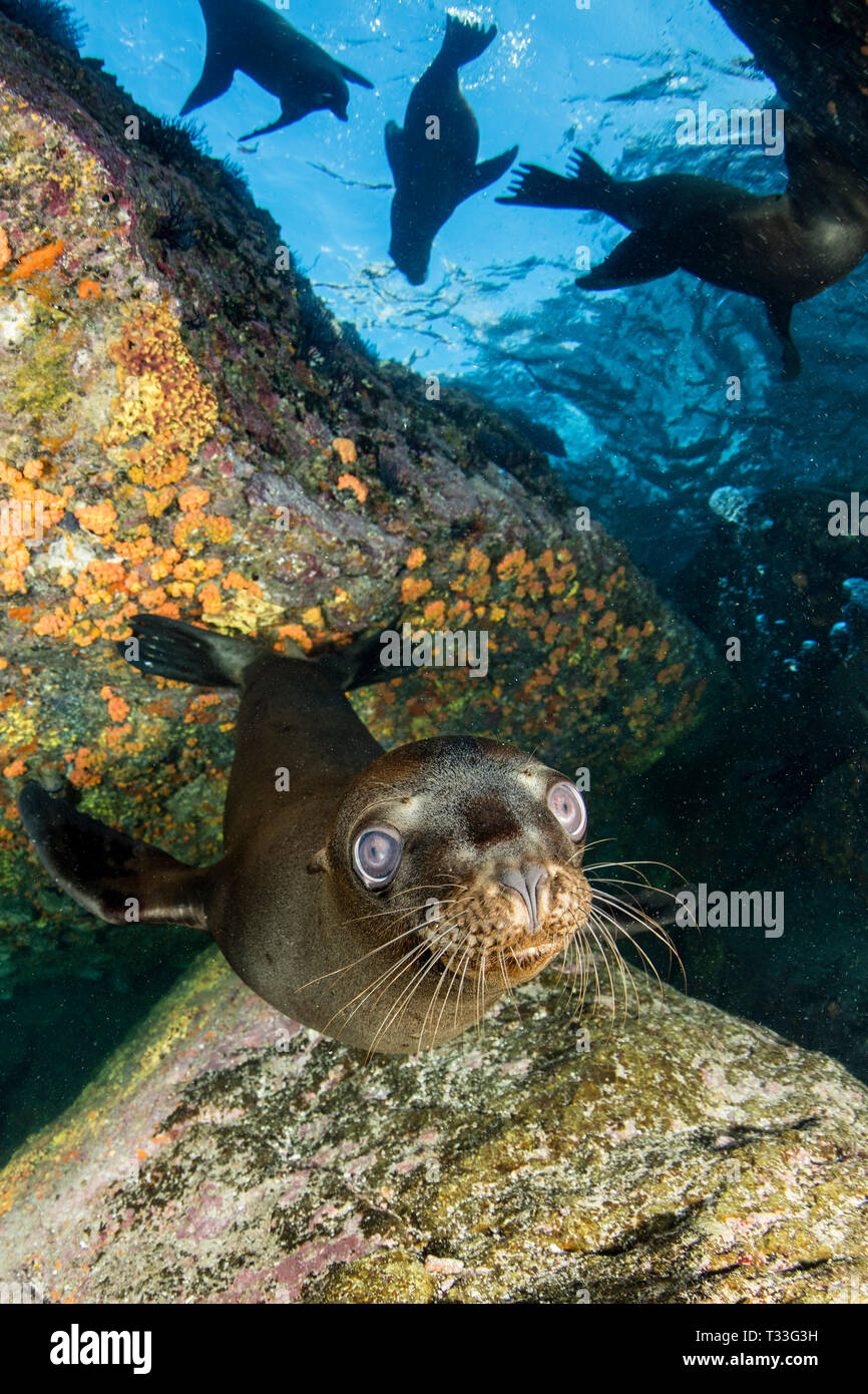 San diego sea lions hi-res stock photography and images - Alamy