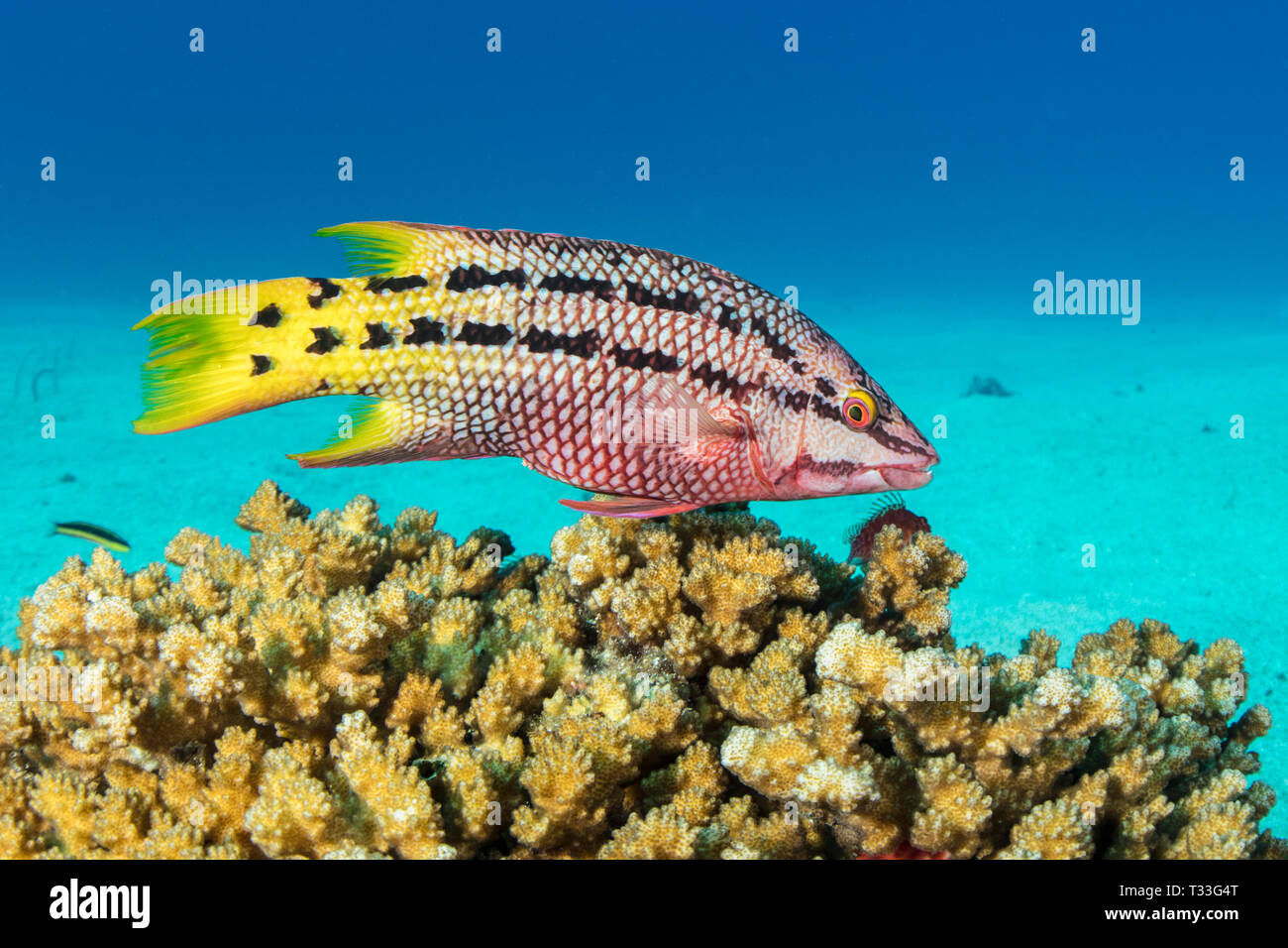 Mexican Hogfish, Bodianus diplotaenia, La Paz, Baja California Sur, Mexico Stock Photo