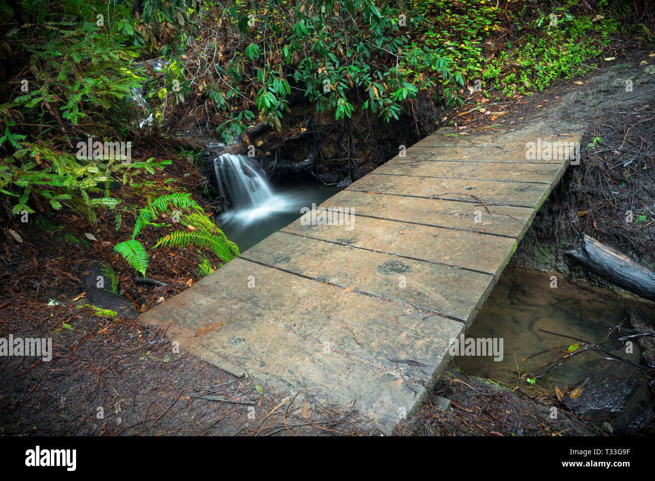 Spring Waterfall Under Hiking Bridge in Big Basin State Park, Santa ...