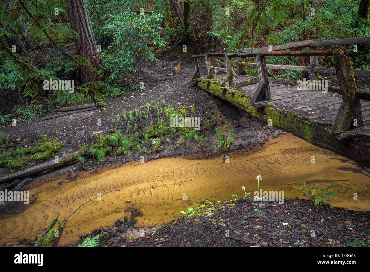 Rustic Foot Bridge Over Kelly Creek Big Basin State Park, Santa Cruz