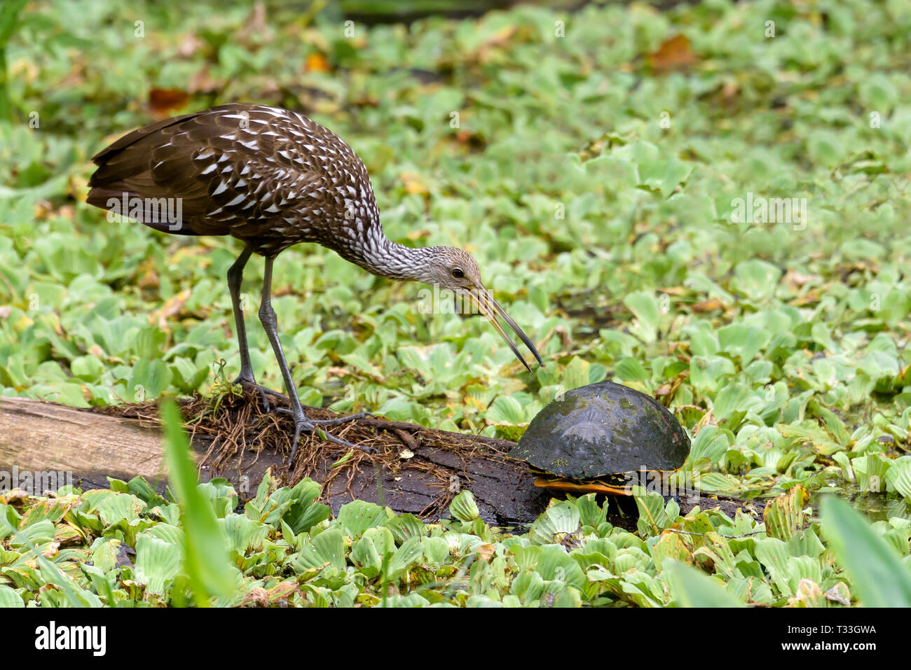 A limpkin (Aramus guarauna) and a Florida red-bellied cooter (Pseudemys nelsoni) on a log surrounded by water cabbage in Corkscrew Swamp Sanctuary, Fl Stock Photo