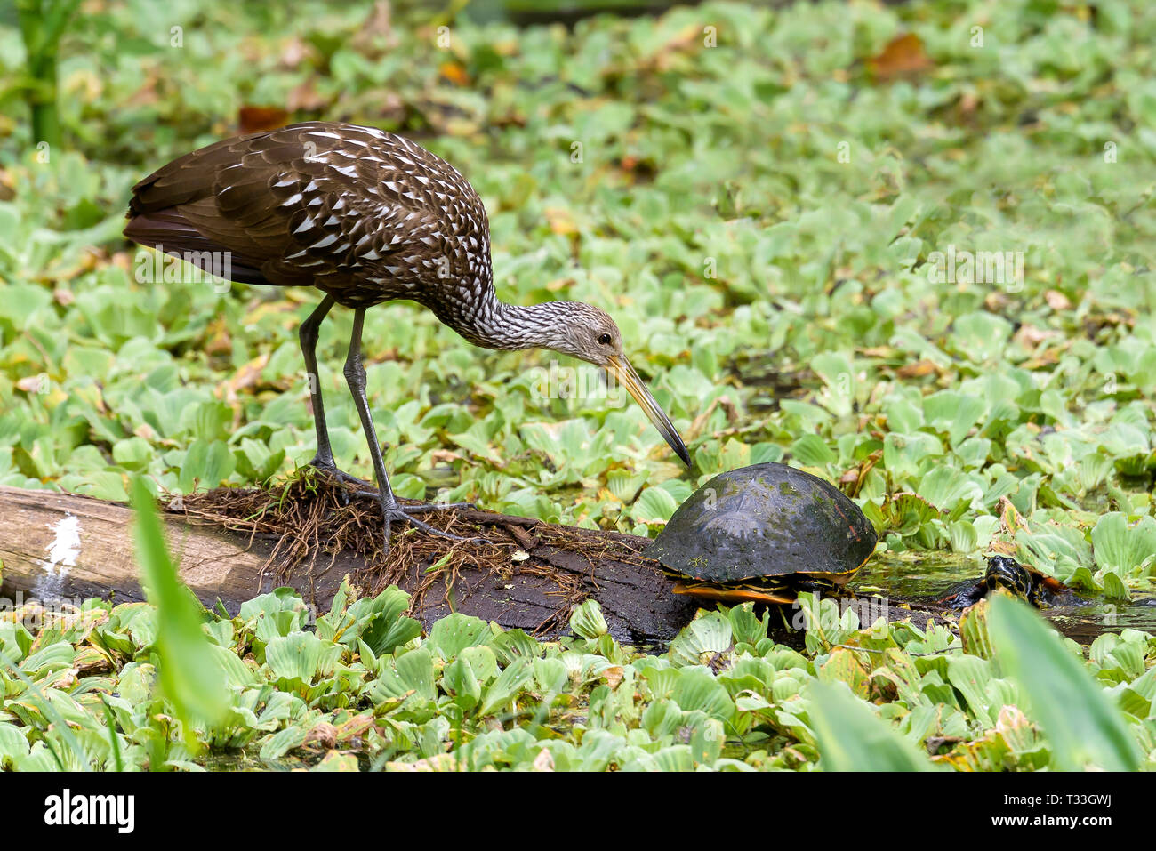 A limpkin (Aramus guarauna) and a Florida red-bellied cooter (Pseudemys nelsoni) on a log surrounded by water cabbage in Corkscrew Swamp Sanctuary, Fl Stock Photo
