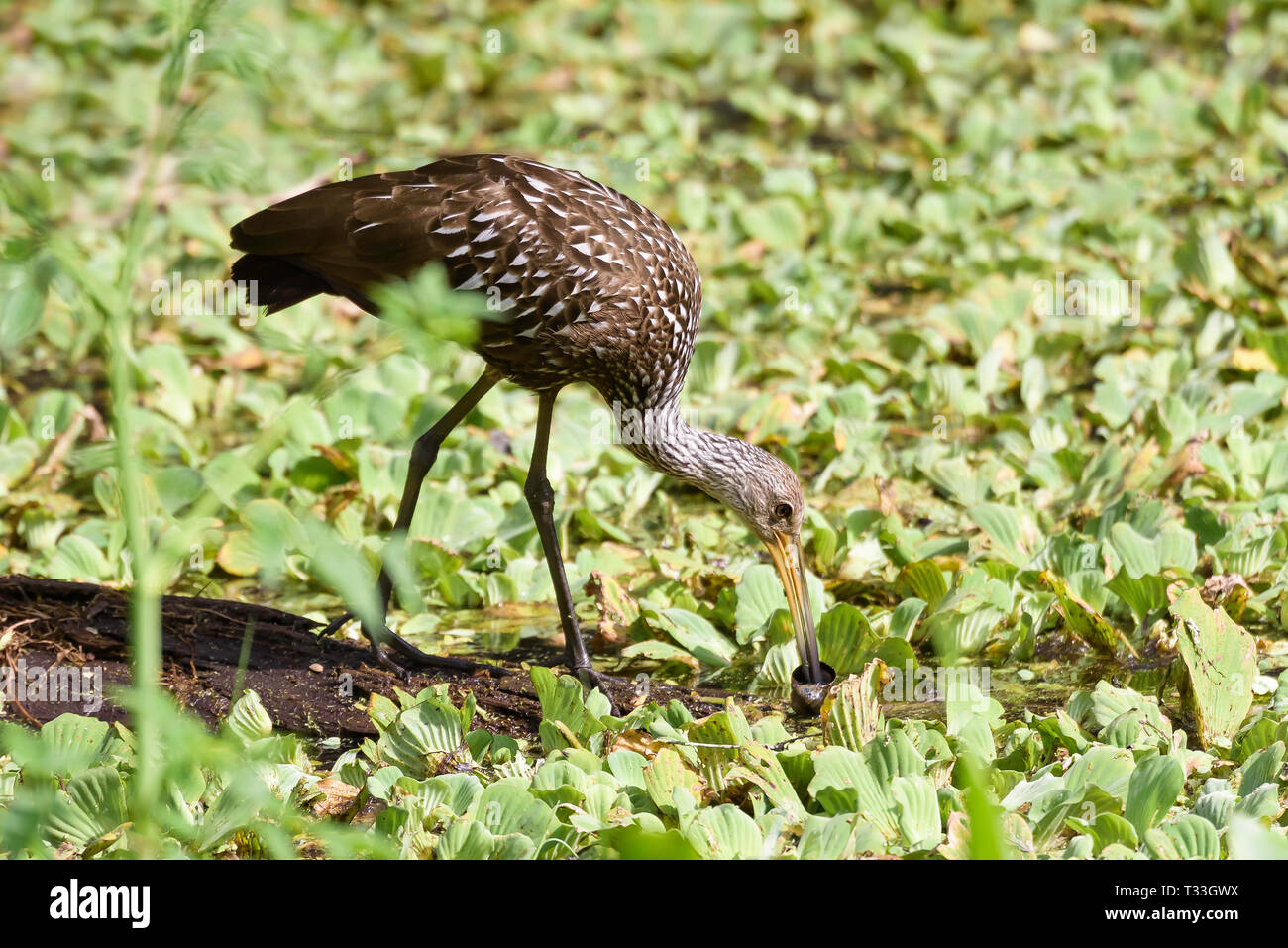 Limpkin (Aramus guarauna) eating an apple snail caught in water cabbage covered swamp water, Corkscrew Swamp Sanctuary, Florida, USA Stock Photo